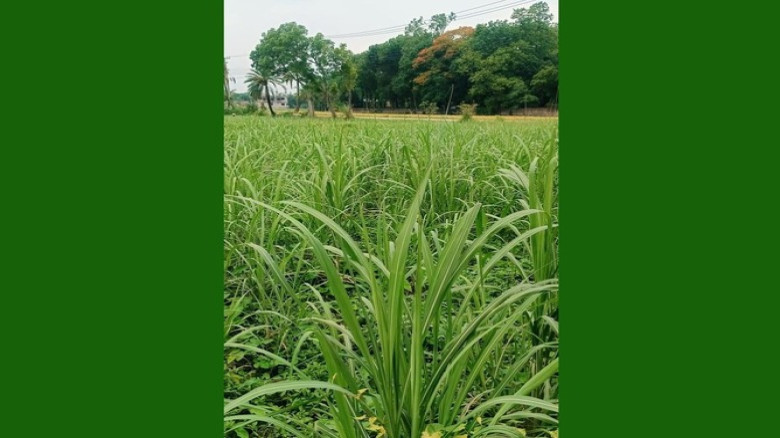 ঈশ্বরদীতে আখ চাষে সাফল্য—কৃষকদের মুখে হাসি, বাড়ছে সম্ভাবনা