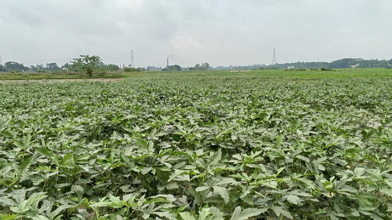 বৃষ্টির ছোঁয়ায় হাসছে মাঠভরা সবজি