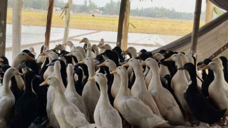 খুলনার বটিয়াঘাটায় পরিত্যক্ত ঘর থেকে যুবকের গলাকাটা মরদেহ উদ্