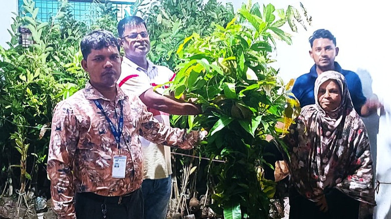সাজেদা ফাউন্ডেশনের উদ্যোগ: সারা দেশে ১ লাখ ৩০ হাজার চারা বিত