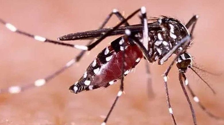 ডেঙ্গুতে আরও ১০ জনের মৃত্যু: আক্রান্ত হয়ে হাসপাতালে ভর্তি ১৯